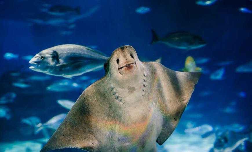 Image 11: Entrada sin colas para el Acuario de Barcelona