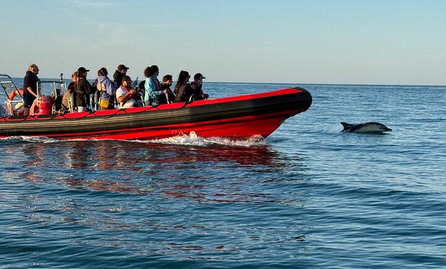 Image 2: 90 Minute Coastal Explorer in Torquay