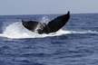 Zodiac Raft Whale Watching Adventure - Second Medium
