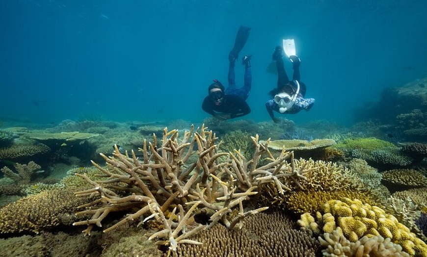 Image 7: Fitzroy Island Day Trip 11am to 5pm Ferry INC Snorkel Equipment