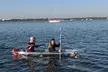 Dolphin and Manatee Clear Kayak or Paddleboard Tour - Second Medium