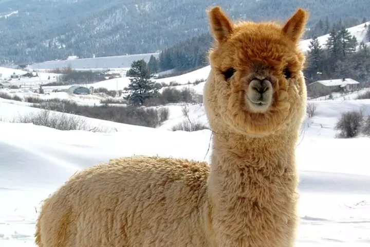 Alpaca and Llama Farm Tour