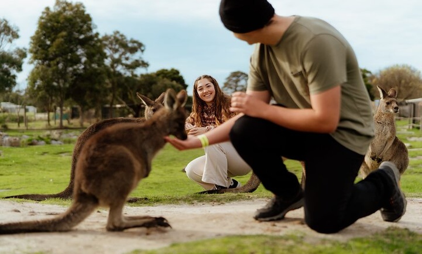 Image 3: Melbourne: Penguin Parade , Koala & Brighton Bathing Boxes