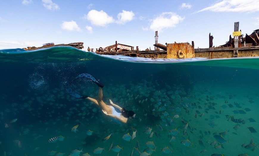 Image 6: Dolphin & Tangalooma Wrecks Snorkel Cruise & Lunch - Brisbane
