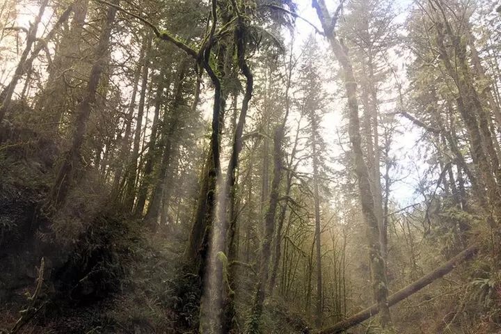 Forest Park Urban Hiking Tour, Portland
