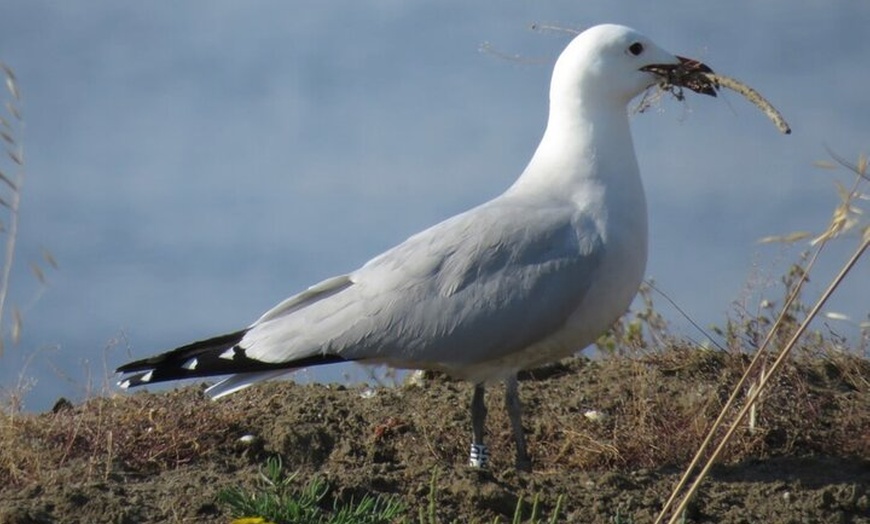 Image 6: Inmersión Holística en la Reserva de la Biosfera de les Terres de l...