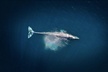 2-Hour Whale Watching from Oahu - Second Medium