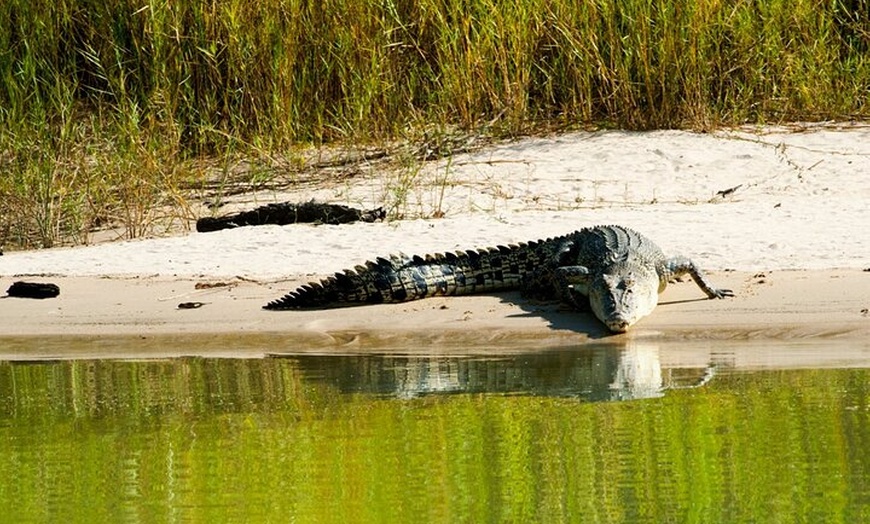 Image 6: Spectacular Jumping Crocodile Cruise with Darwin Transfer Bus