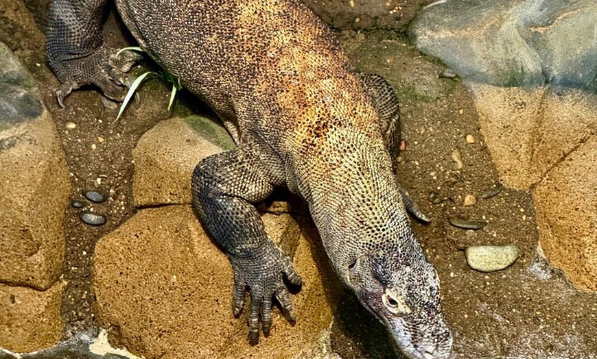 Image 10: Baby Animals, Boomerangs and BBQ Lunch