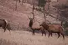 Wildlife Biologist's Guide to the Black Hills: Private Tour