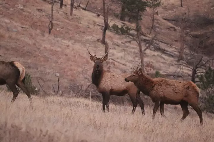 Wildlife Biologist's Guide to the Black Hills: Private Tour - Primary Image