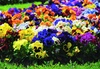 $40 For $80 Toward Your Choice Of Plants & Supplies