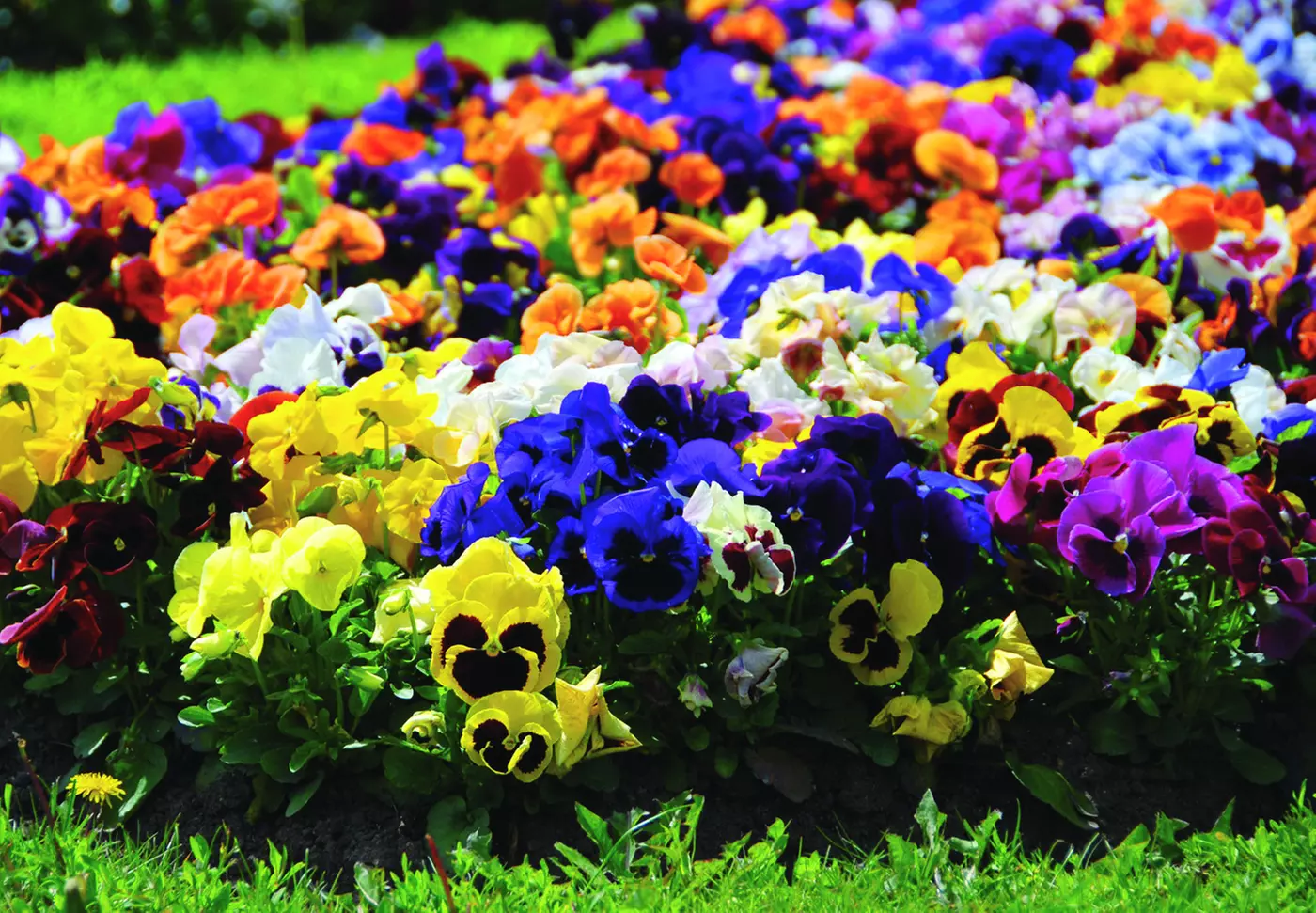 $40 For $80 Toward Your Choice Of Plants & Supplies - Primary Image