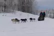 Dog Sledding and Mushing with 4X Iditarod Champ - Second Medium