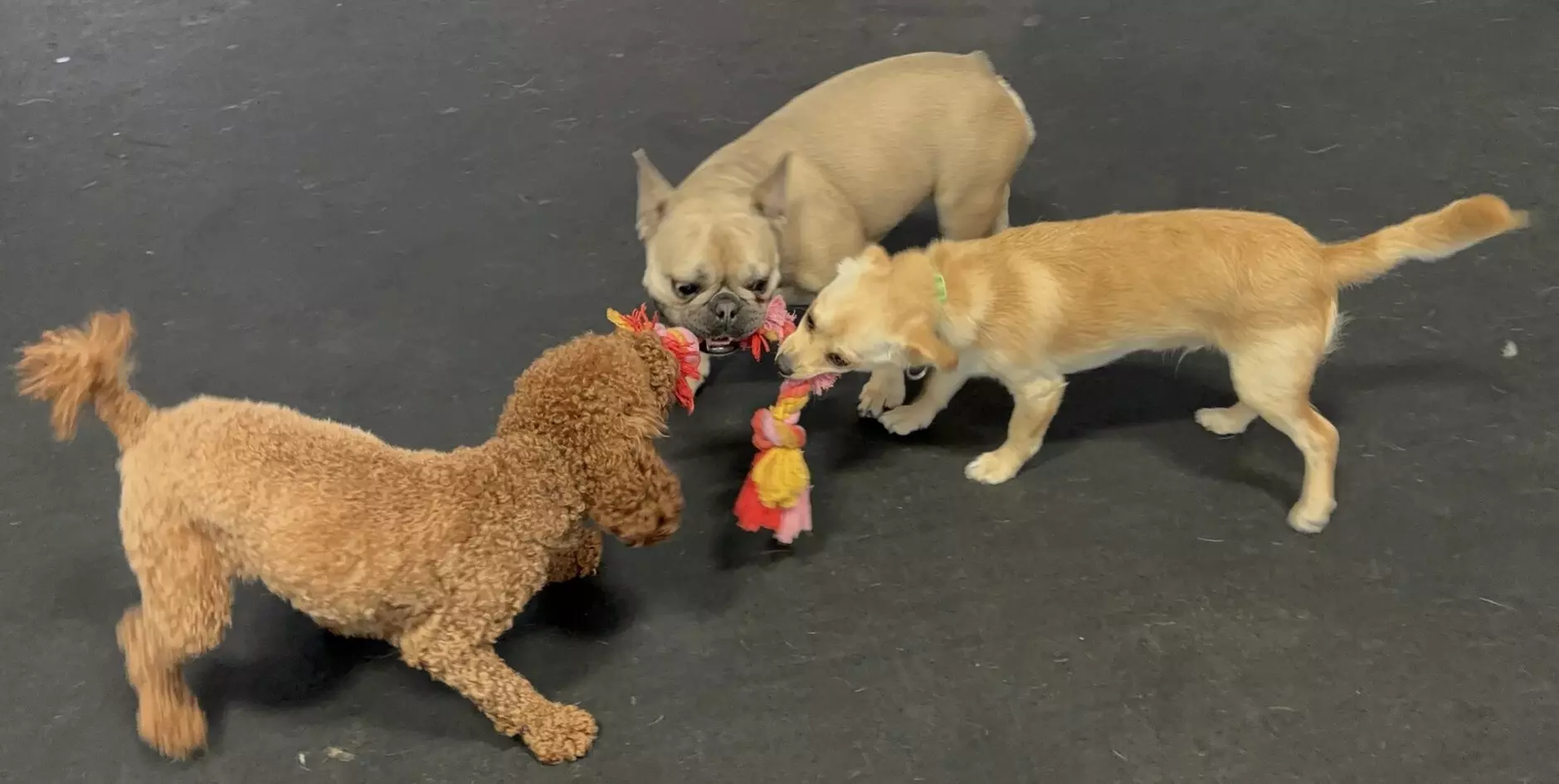 $15 For $30 Worth Of Dog Park Visits