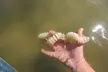 Manatee and Dolphin Kayaking | Wildlife Refuge (Titusville) - Second Medium