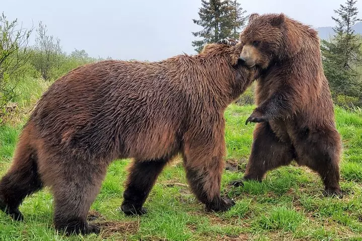 Wilderness, Wildlife, Glacier Experience from Anchorage
