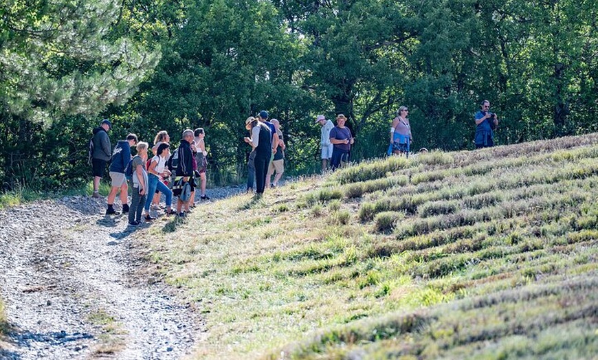 Image 12: Randonnée Familiale dans les Champs de Lavande du Vercors