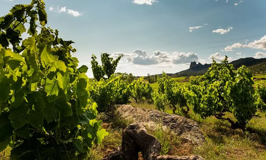Image 3: Visita a bodega con Cata de 3 Vinos y Aperitivos