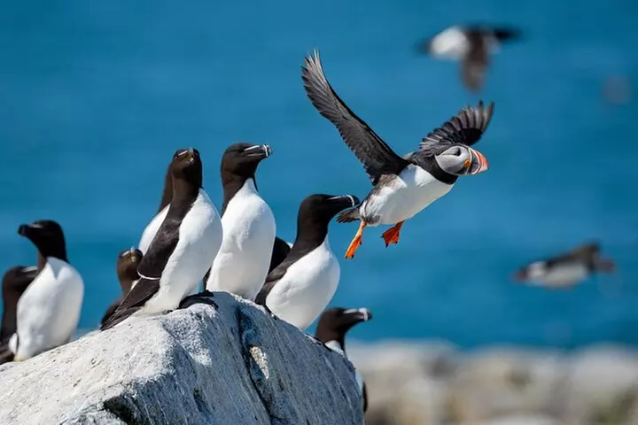 Acadia National Park Self-Guided Audio Tour