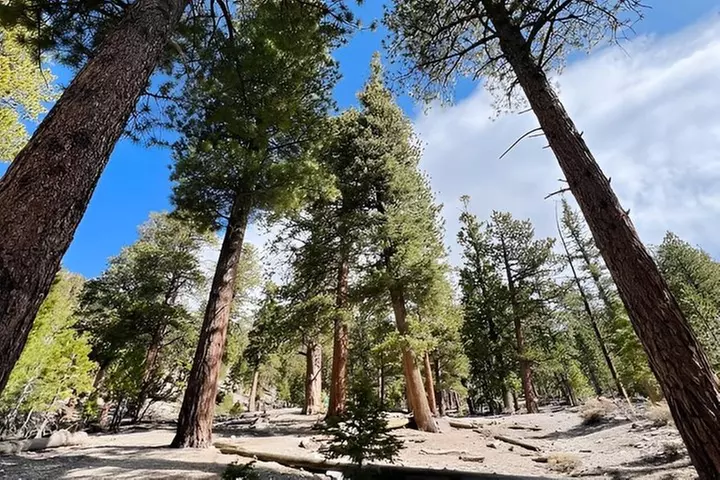 Mount Charleston Tour from Las Vegas