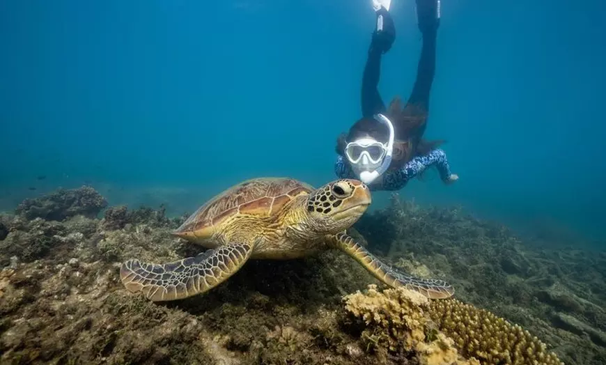 Image 1: Fitzroy Island Day Trip 11am to 5pm Ferry INC Snorkel Equipment