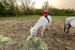 Wildlife Wonders: Family Horseback Adventure - Second Medium