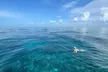 Private 4-Hour Snorkel Charter. Snorkel Gear Included! - Second Medium