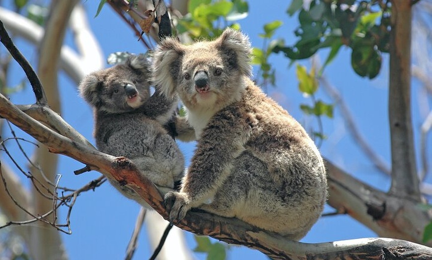 Image 4: Cruise Ship Shore Excursion - Private Great Ocean Road Express Tour...