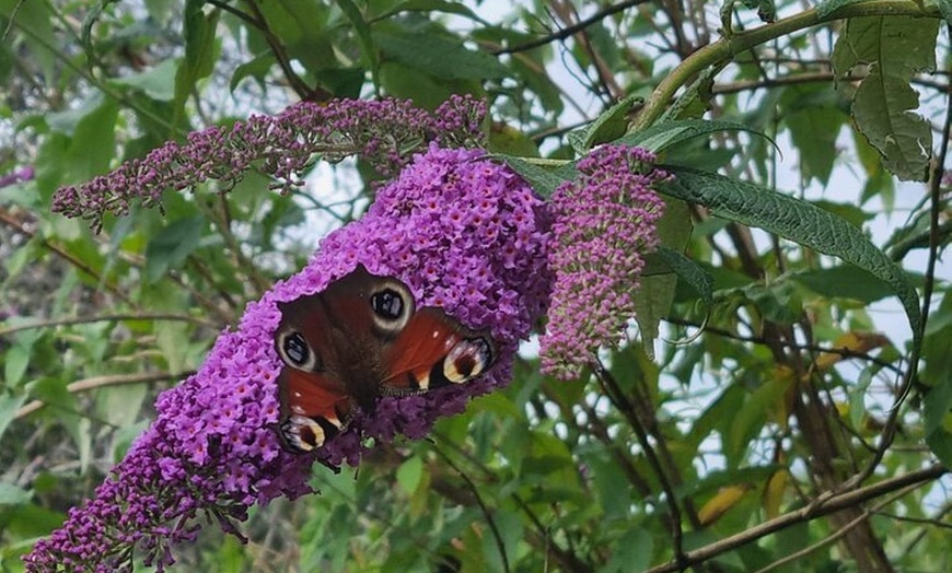 Image 9: Southern Necropolis Tour with the Happy Reaper