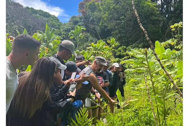 Waterfall, 1st Road to Hana, Chocolate Tour, Historical, Jungle