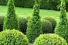 $20 For $40 Towards Plants, Shrubs, Trees Or Furniture