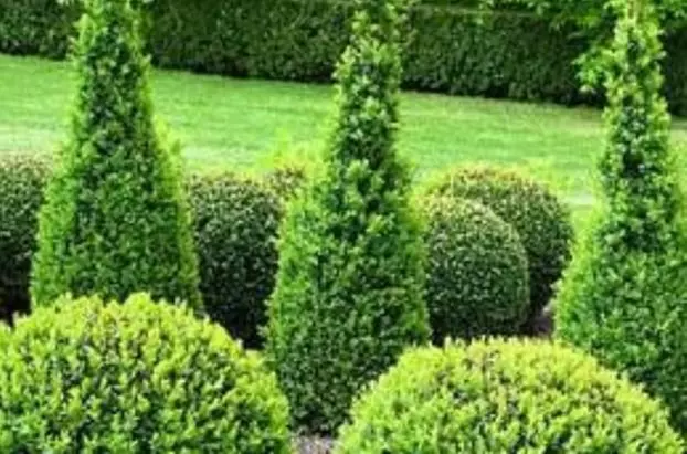 $20 For $40 Towards Plants, Shrubs, Trees Or Furniture - Primary Image