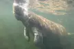 Small Group Manatee Swim Tour With Free Photos - Second Medium
