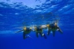Turtle Canyons Snorkel Excursion from Waikiki, Hawaii - Second Medium