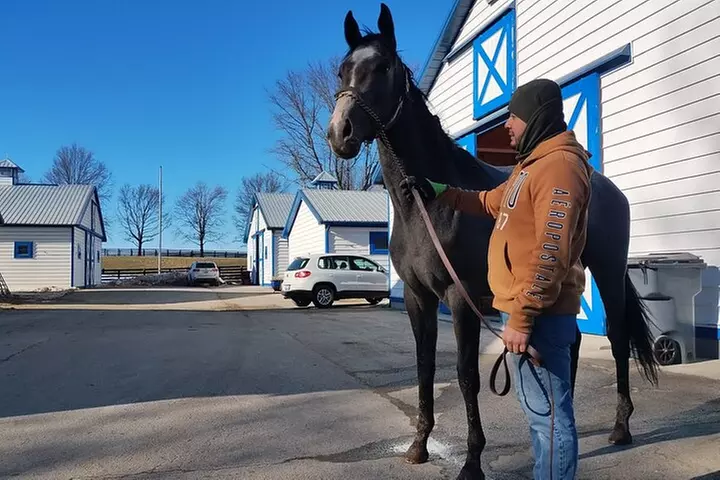 Half-Day Thoroughbred Horse Farm Tour in Kentucky