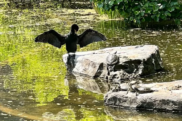 NYC Beginner Private Birdwatching Tour
