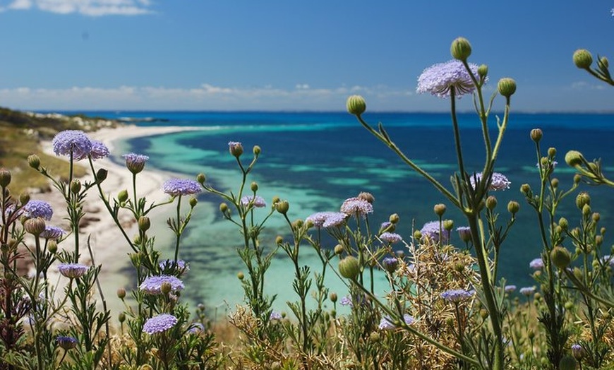 Image 6: Rottnest Island Bayseeker Tour