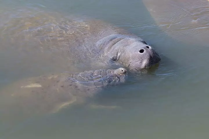Dolphin & Manatee Kayaking Tour in Orlando Area