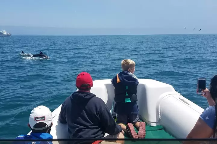 Private Dolphin and Whale Watching Tour in Newport Beach