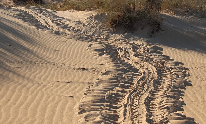 Image 2: Ningaloo Turtle Watching and Stargazing Tour