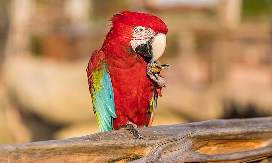 Image 5: Parrot World Billet Journée Parc Animalier Marne-la-Vallée