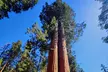 Sequoia National Park Private Tour - Second Medium