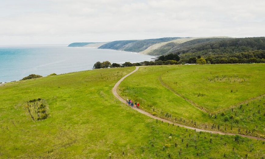 Image 5: Walk with Wildlife: Guided Tour in Great Ocean Road