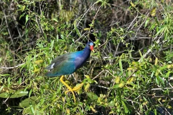 60 Minutes Small Group Everglades Airboat Ride in Miami