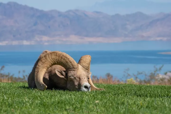 From Las Vegas Lake Mead Wildlife and Seven Magic Mountains - Primary Image