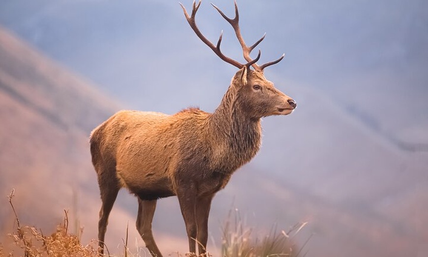 Image 6: Glasgow: Culzean Castle & Rabbie Burns Private Luxury Day Tour