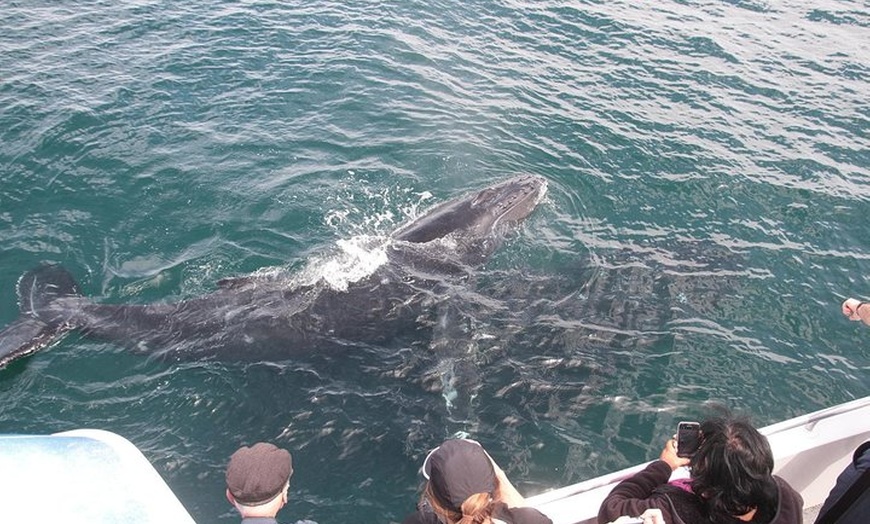 Image 3: Jervis Bay Whale Watching Tour