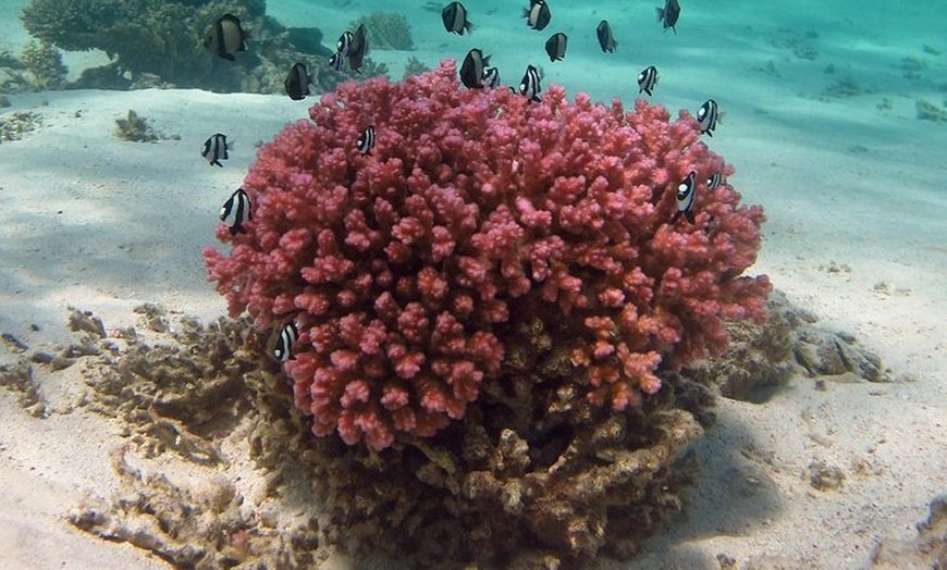 Image 5: Coral Bay 1-Hour Coral Viewing