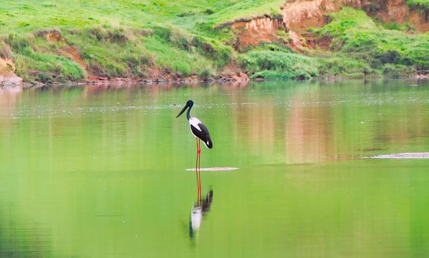 Image 11: Daintree River Cruise